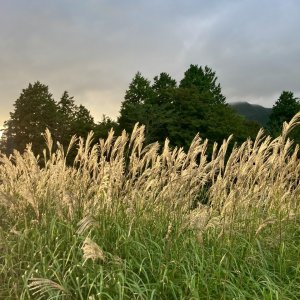 秋の風物詩ススキを見に散歩へ出かけよう！ただし……変わりやすい秋の天気や気温には要注意？