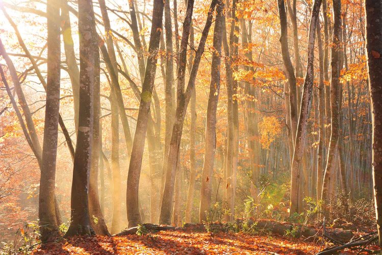 松之山の丘陵にあるブナ林は、通称･美人林。11月上～中旬が黄葉の見頃（写真＝十日町市観光協会）。