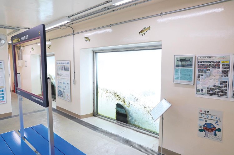 魚道の脇には、魚道の断面を見られる魚道観察室も。