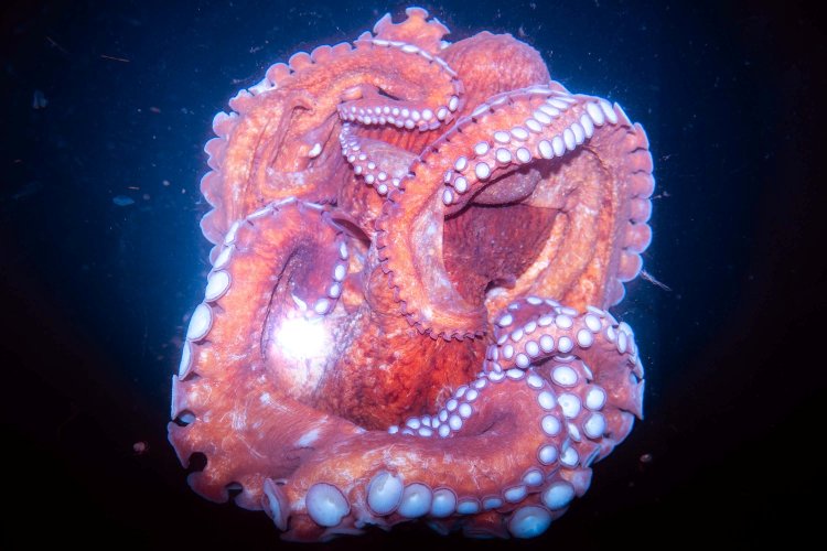 志賀理江子《行ってはいけない、戻ってこい》2025年（C）Lieko Shiga. Courtesy of the artist。