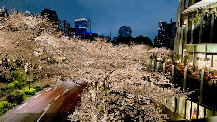 おすすめの東京近郊お花見スポット【記事に採用された方にはQUOカードPay1000円分進呈】