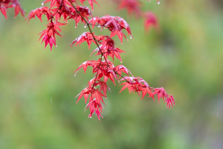 雨の日は雨滴がしたたり落ちる、風流な一枚を（画像＝写真AC）。
