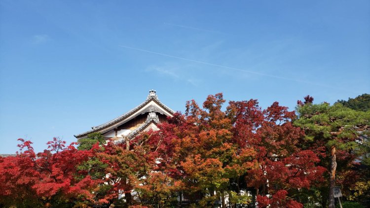 青空と紅葉のコントラストはやっぱりきれい！ この時季だけの秋景色を持ち帰って。