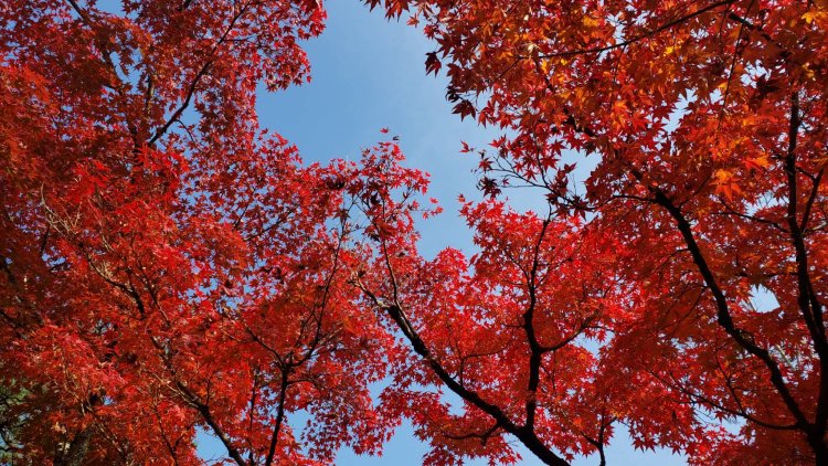 青空を見上げるアングルもおすすめ。