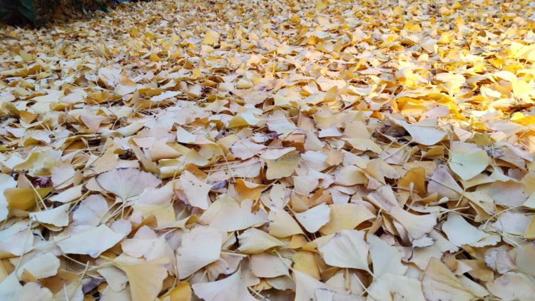 色づいた葉が美しい季節がやってくる。