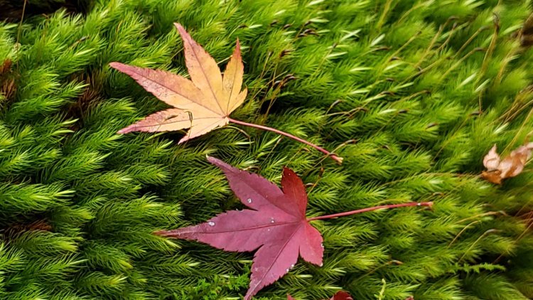 紅葉は最低気温が8℃以下になると始まるといわれる。あなたのお住まいの地域の予想をしてみて。