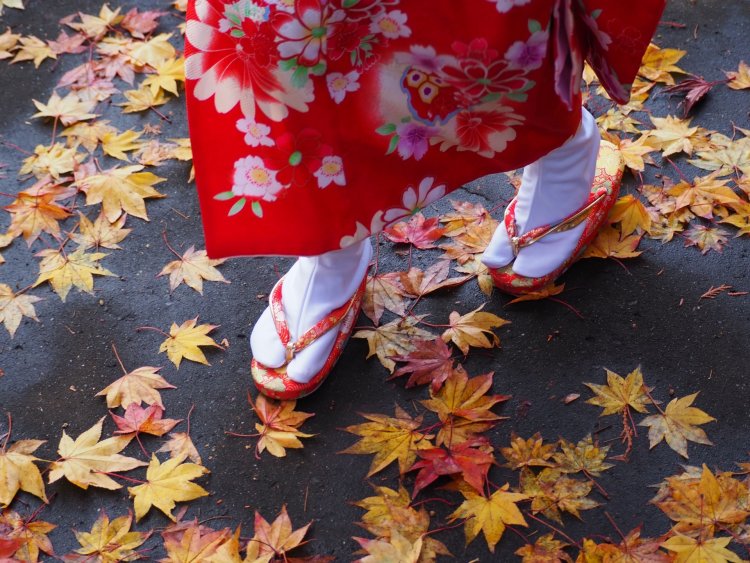 足元の葉にも注目すると、いつもと違う趣きの一枚が撮れるかも（画像＝写真AC）。