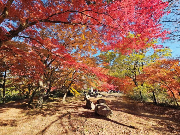 写真提供＝一般社団法人嵐山町観光協会