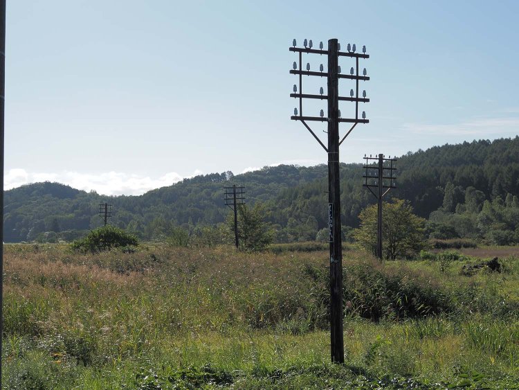 駅舎の左手にはハエタタキが移設されて立っている。国鉄時代の路線にはあった懐かしい電信柱だ。