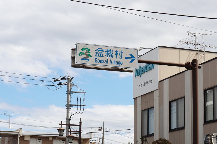 盆栽の聖地といわれる盆栽村がある。日本だけでなく世界から多くの愛好家が訪れるという。