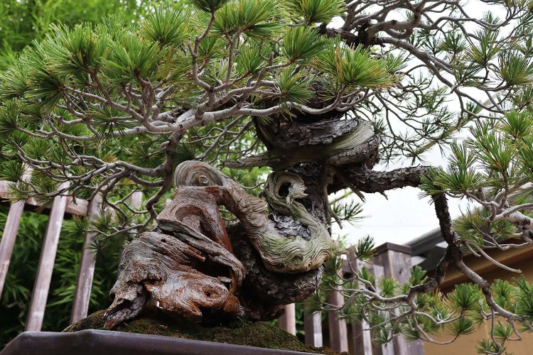 職人さんの技術によって、小さな器の中に凝縮された木の躍動感。下からのぞくとまた味わいがある。なお、大阪・関西万博にはここ大宮盆栽村から1億円超えの盆栽が職人さんと共に出張したのだとか。すごい！