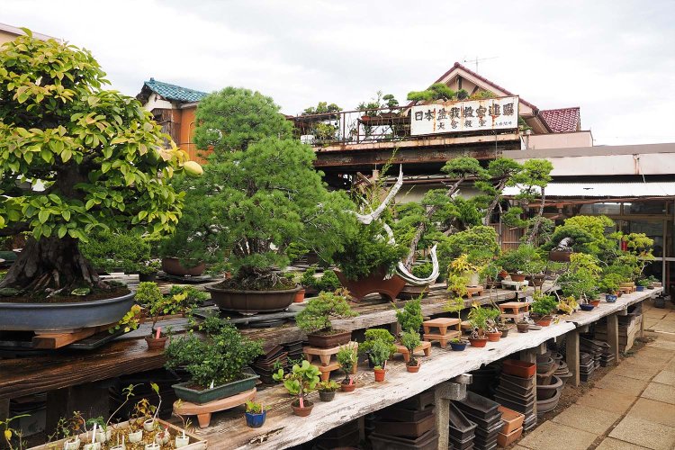 残った6つの盆栽園のひとつ、『藤樹園』さん。