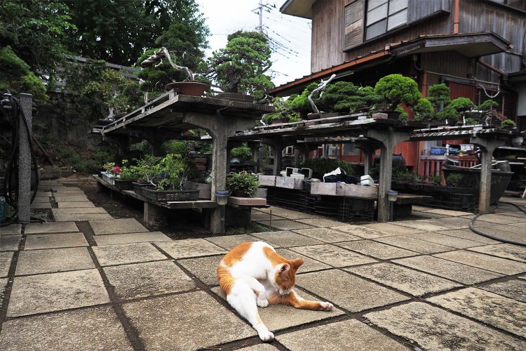 ひとなつこい猫の茶々丸ちゃん。盆栽と猫、『サザエさん』の影響か平和を感じてホッとする景色だ。