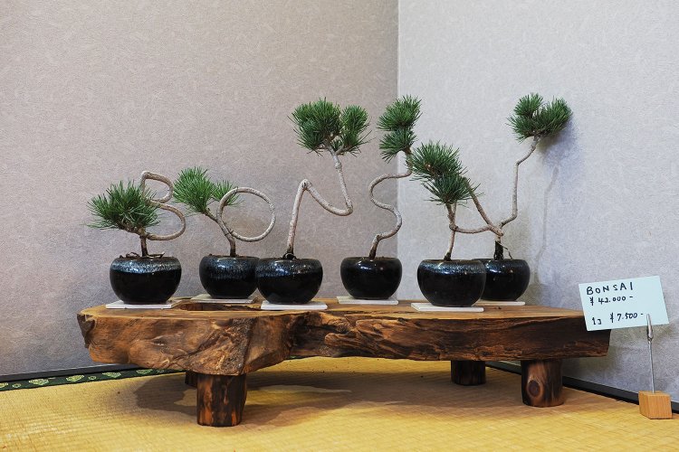 かわいい盆栽。こんなこともできちゃうのか！