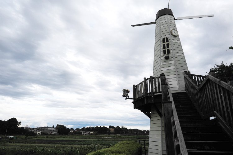 春になるとこのあたり一面は菜の花と桜でいっぱいになるそうだ。風車もあいまってまるで海外の景色のよう。