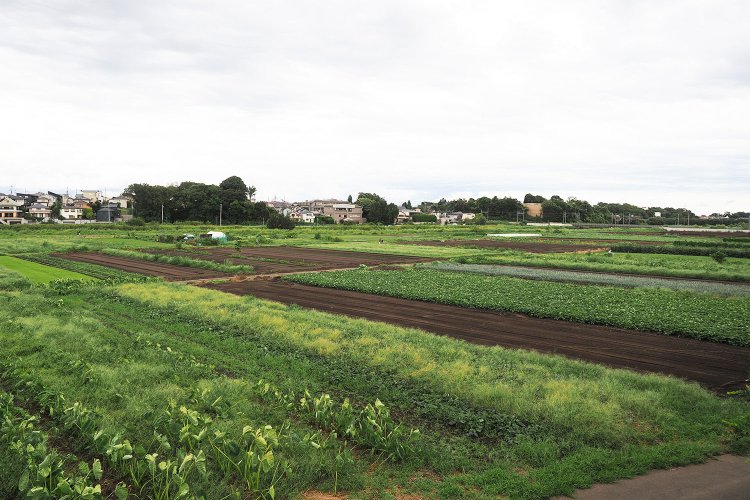 これは虫もたくさん捕れそうだわ。近くに流れる川ではザリガニも釣れるそう。