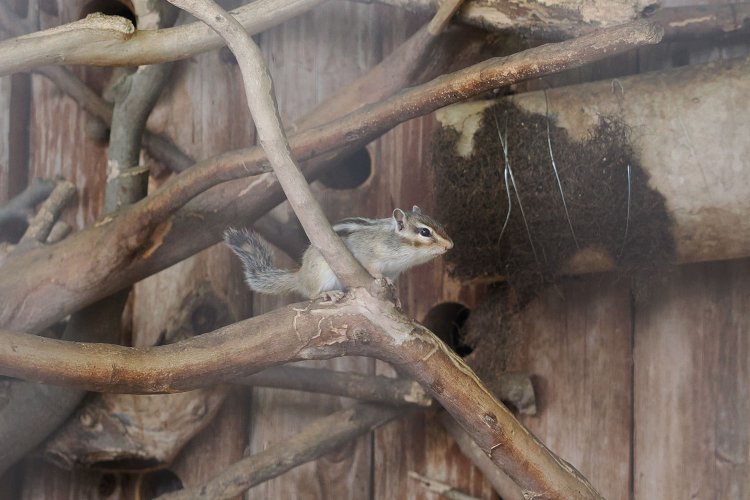 リス舎のリス。こことは別に、たくさんのリスを間近で見られる「さいたま市リスの家」という立派な施設も園内にある。最初は数匹しかいなかったのが大量に増えたという。
