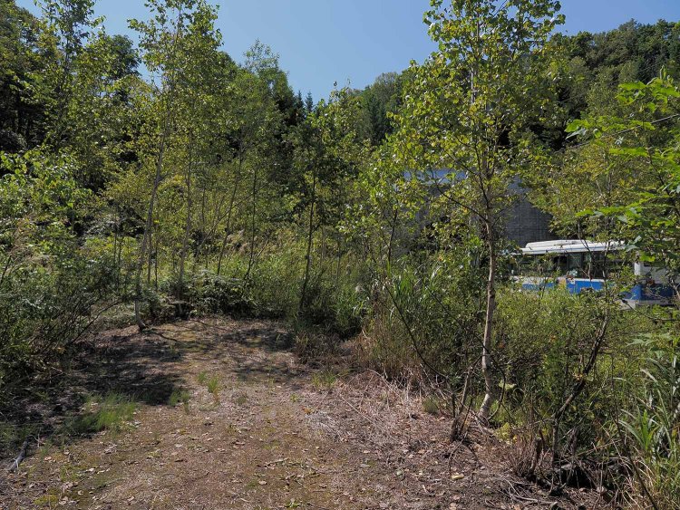 2025年夏の多度志トンネルの状況。トンネルポータルが分からないほど草木の生育がはやかった。