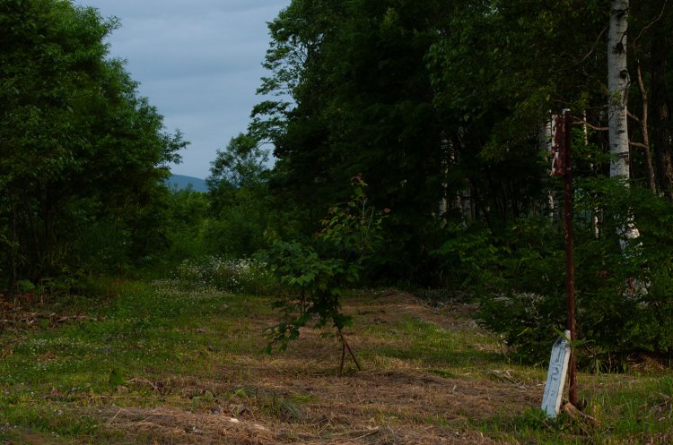 廃止後10年目に撮影した新成生（しんなりう）駅跡付近の切り通し。このときはまだキロポストが残っていた。