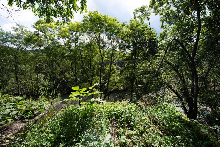 名羽線の路盤。深い森に覆われている。手前は橋台で雨竜川を渡る予定であった（2013年9月撮影）。