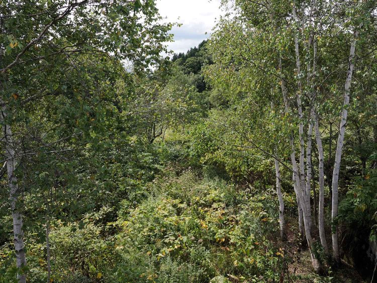 添牛内地区の国道239号は深名線をオーバークロスしていた。その地点にはまだ跨線橋が残っており、廃線跡を望むことができる。