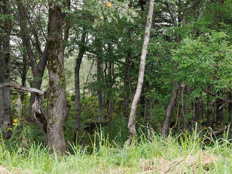 ホームの先の林をのぞくとコンクリート構造物が見えた。これが転車台の跡である。