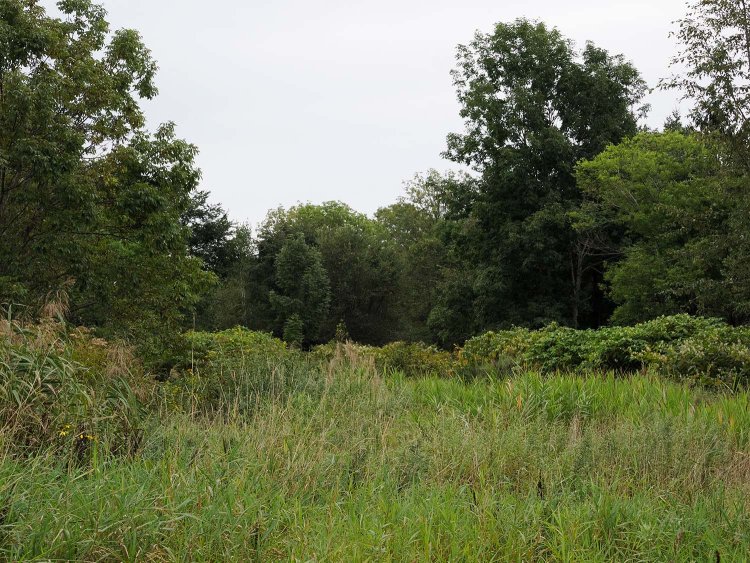 北母子里駅跡から名寄方向を見る。駅構内であったのに、もはやどこに線路があったのか分かりづらい。