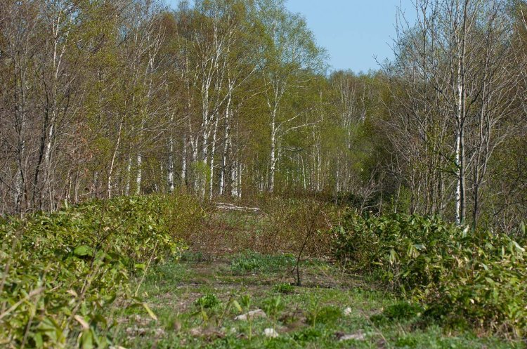 2007年5月撮影。