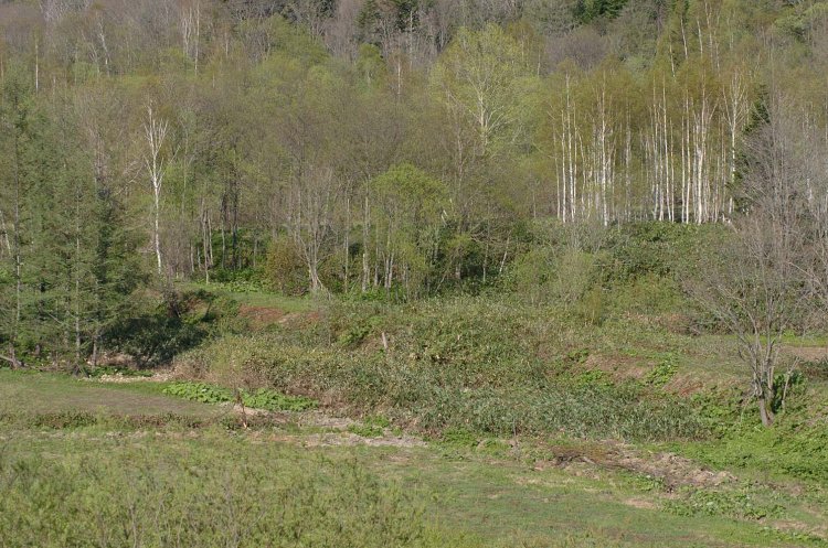 湖畔駅跡から延びていく廃線跡。森の中へ消えていく。その先には宇津内駅跡があるのだが、人を寄せ付けない深い森となり、ヒグマの生息地だ（2007年5月撮影）。