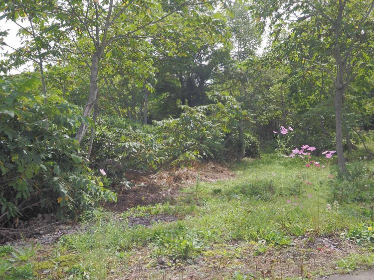 雨煙別駅跡付近の踏切跡から。中心に線路があった。辛うじて手前にバラストらしきものが見える。