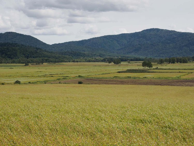 国道沿いの「そばの花展望台」から廃線跡を望む。と言ってもどこに線路があったか分からない。写真の真ん中辺りに線路があったのだが……。