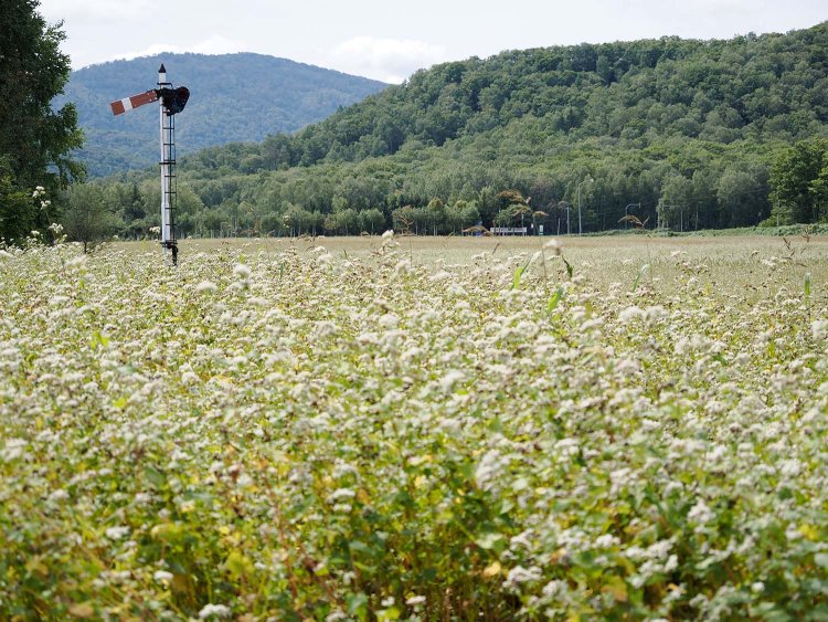 沼牛駅跡地で保存されている腕木式信号機とそば畑。