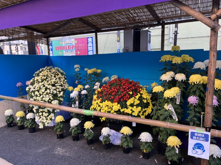 三本立ちから懸崖、千本咲きまで、さまざまな仕立ての菊を観賞できる。