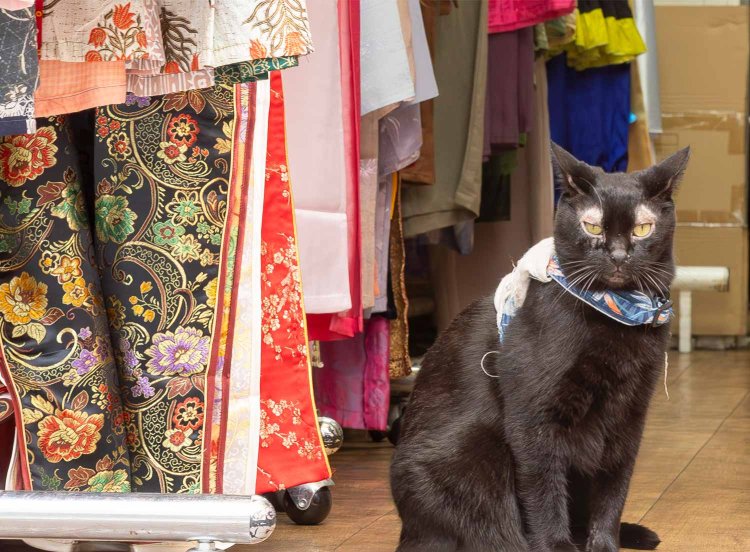 椎名町駅前、民族衣装店の看板猫にあいさつ。