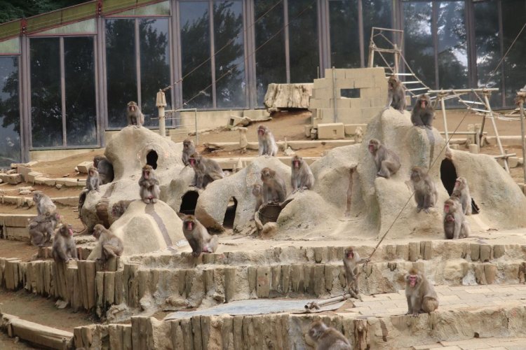 『高尾山さる園』。