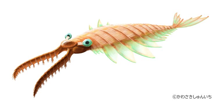 アノマロカリス復元画。