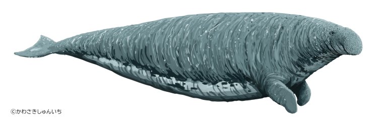 ステラーダイカイギュウ復元画。