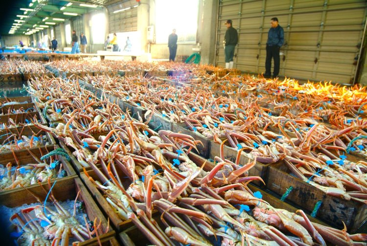 城崎から約6㎞の津居山港で揚がった津居山かには、水揚げ後すぐセリにかけられるため鮮度抜群。