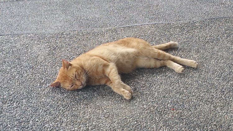 ネコが道端で昼寝していると晴れ、とも言えるのかも。観天望気ではありません！