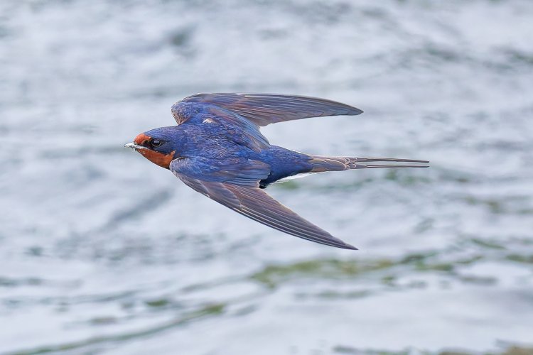 ツバメが低く飛ぶと雨といわれるが、果たして……!? （画像＝写真AC）。