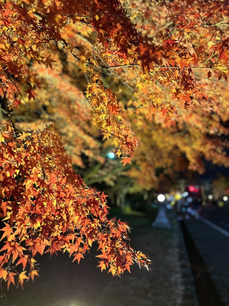 夜のライトアップもおすすめ！