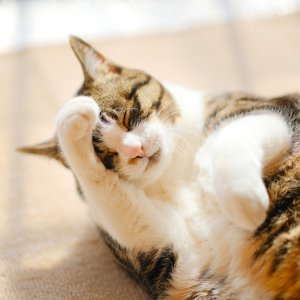 ネコが顔を洗うと雨？飛行機雲が残ると天気は？ 散歩が心地良い秋、空を見上げて「観天望気」をしてみては