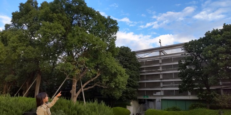 秋空を見上げて雲をじっくり観察してみよう。