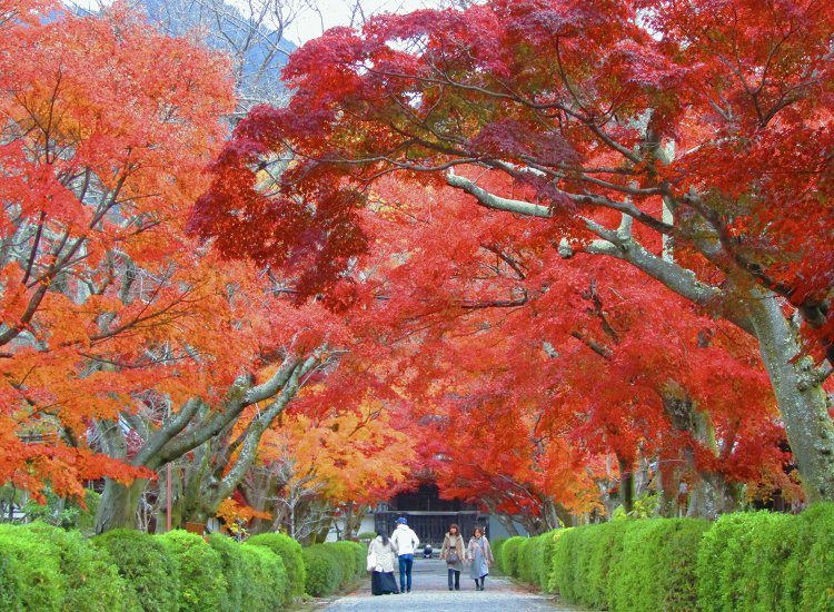 総門を抜けた参道にはもみじのトンネルが（写真提供＝西教寺）。