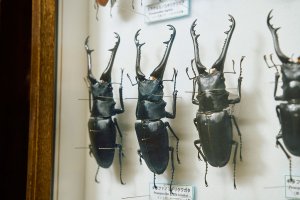 【散歩の達人】昆虫が世界を広げる_2