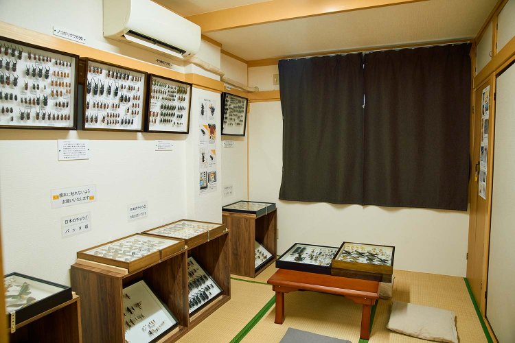 2・3階の和室にも標本がずらり。