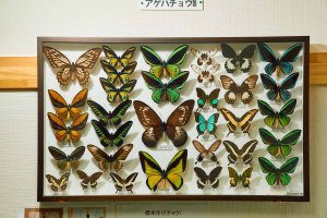 【散歩の達人】昆虫が世界を広げる_4