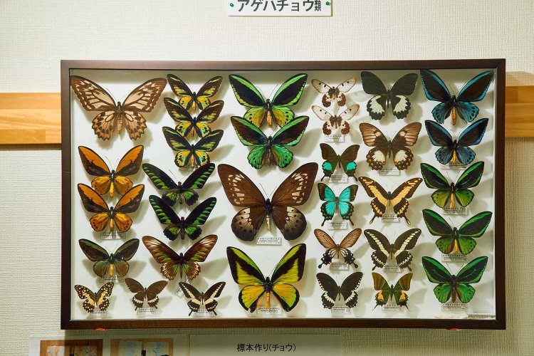 アゲハチョウの仲間も世界に目を向ければ、こんなに多様性がある。