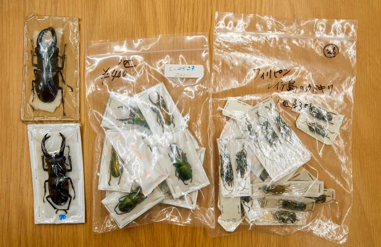 標本用の昆虫は薬品処理して、色や形を保ちやすくする。