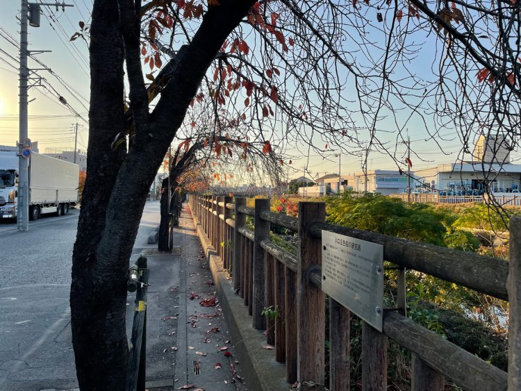 川口五色桜の研究路。五色桜とは明治後期に荒川堤に植えられて名物となった桜のこと。足立区側の荒川河川敷に記念碑が立っている。